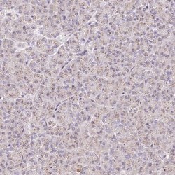 Invitrogen COPZ2 Polyclonal Antibody 100 &mu;L | Buy Online | Invitrogen&trade; | Fisher Scientific