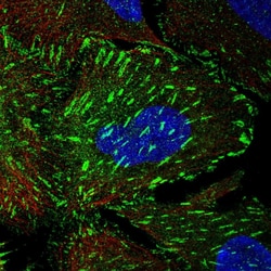 Invitrogen Tensin 3 Polyclonal Antibody 100 &mu;L; Unconjugated:Antibodies,