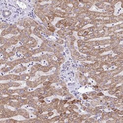 Invitrogen BRP44 Polyclonal Antibody 100 &mu;L; Unconjugated:Antibodies,