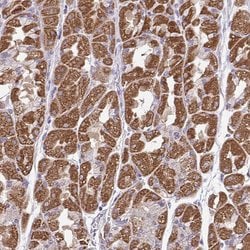 Invitrogen BRP44 Polyclonal Antibody 100 &mu;L; Unconjugated:Antibodies,