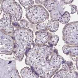 Invitrogen BRP44 Polyclonal Antibody 100 &mu;L; Unconjugated:Antibodies,