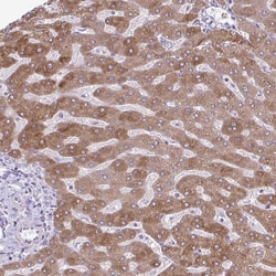 Invitrogen SC4MOL Polyclonal Antibody 100 &mu;L; Unconjugated:Antibodies,
