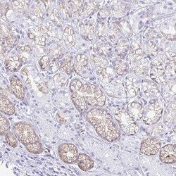 Invitrogen NSG2 Polyclonal Antibody 100 &mu;L; Unconjugated:Antibodies,