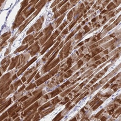 Invitrogen NDUFC2 Polyclonal Antibody 100 &mu;L; Unconjugated:Antibodies,