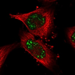 Invitrogen PUS7L Polyclonal Antibody 100 &mu;L; Unconjugated:Antibodies,