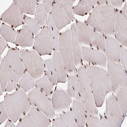 Invitrogen GLTSCR1 Polyclonal Antibody 100 &mu;L; Unconjugated:Antibodies,