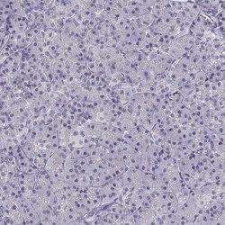 Invitrogen CREB3L3 Polyclonal Antibody 100 &mu;L; Unconjugated:Antibodies,