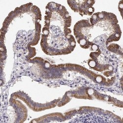 Invitrogen CREB3L3 Polyclonal Antibody 100 &mu;L; Unconjugated:Antibodies,