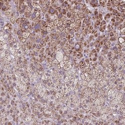 Invitrogen SCO2 Polyclonal Antibody 100 &mu;L; Unconjugated:Antibodies,