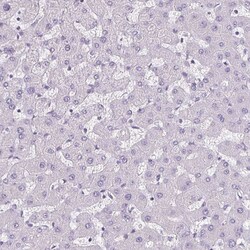 Invitrogen CDH19 Polyclonal Antibody 100 &mu;L; Unconjugated:Antibodies,