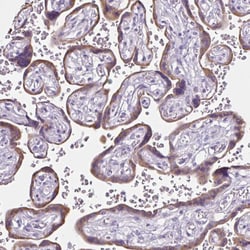 Invitrogen CDH19 Polyclonal Antibody 100 &mu;L; Unconjugated:Antibodies,