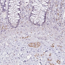 Invitrogen CDH19 Polyclonal Antibody 100 &mu;L; Unconjugated:Antibodies,