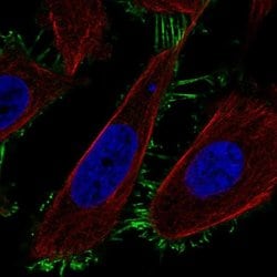 Invitrogen TMEM229A Polyclonal Antibody 100 &mu;L; Unconjugated:Antibodies,
