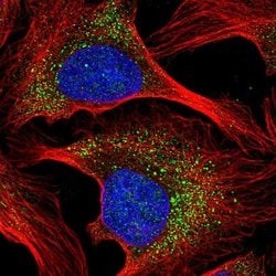 Invitrogen HEBP1 Polyclonal Antibody 100 &mu;L; Unconjugated:Antibodies,