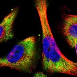 Invitrogen BTF3 Polyclonal Antibody 100 &mu;L; Unconjugated:Antibodies,