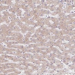 Invitrogen TIMM50 Polyclonal Antibody 100 &mu;L; Unconjugated:Antibodies,