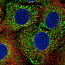 Invitrogen CPVL Polyclonal Antibody 100 &mu;L | Buy Online | Invitrogen&trade; | Fisher Scientific