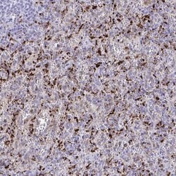 Invitrogen CPVL Polyclonal Antibody 100 &mu;L | Buy Online | Invitrogen&trade; | Fisher Scientific