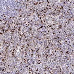 Invitrogen CPVL Polyclonal Antibody 100 &mu;L | Buy Online | Invitrogen&trade; | Fisher Scientific