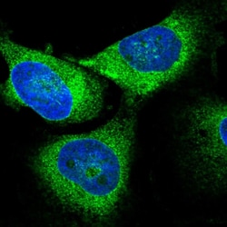 Invitrogen GPSN2 Polyclonal Antibody 100 &mu;L; Unconjugated:Antibodies,