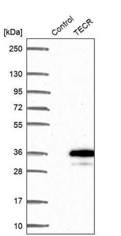 Invitrogen GPSN2 Polyclonal Antibody 100 &mu;L; Unconjugated:Antibodies,