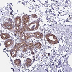 Invitrogen RPS7 Polyclonal Antibody 100 &mu;L; Unconjugated:Antibodies,