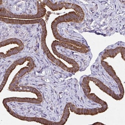 Invitrogen RPS7 Polyclonal Antibody 100 &mu;L; Unconjugated:Antibodies,