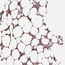 Invitrogen GYLTL1B Polyclonal Antibody 100 &mu;L; Unconjugated:Antibodies,