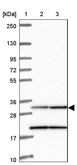 Invitrogen MRPL19 Polyclonal Antibody 100 &mu;L | Buy Online | Invitrogen&trade; | Fisher Scientific