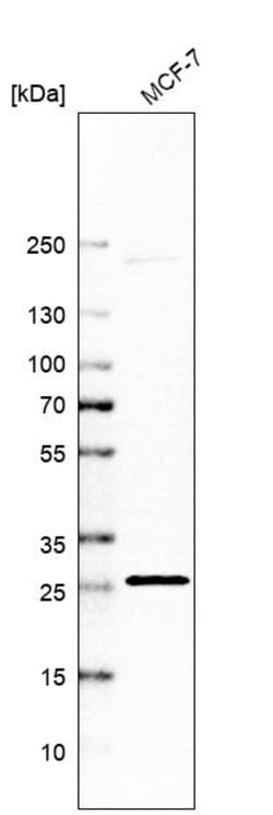 Invitrogen C1QTNF9 Polyclonal Antibody 100 &mu;L; Unconjugated:Antibodies,