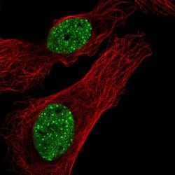 Invitrogen FAM122A Polyclonal Antibody 100 &mu;L; Unconjugated:Antibodies,