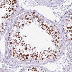 Invitrogen FAM122A Polyclonal Antibody 100 &mu;L; Unconjugated:Antibodies,