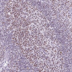 Invitrogen FAM122A Polyclonal Antibody 100 &mu;L; Unconjugated:Antibodies,