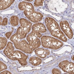 Invitrogen L3HYPDH Polyclonal Antibody 100 &mu;L; Unconjugated:Antibodies,