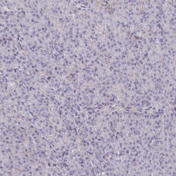 Invitrogen L3HYPDH Polyclonal Antibody 100 &mu;L; Unconjugated:Antibodies,
