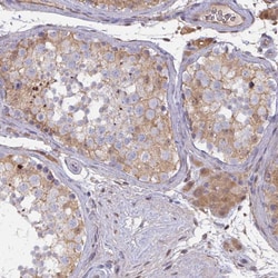 Invitrogen L3HYPDH Polyclonal Antibody 100 &mu;L; Unconjugated:Antibodies,