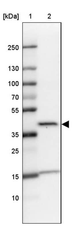 Invitrogen L3HYPDH Polyclonal Antibody 100 &mu;L; Unconjugated:Antibodies,