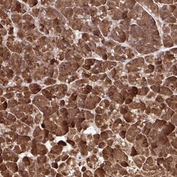Invitrogen PAIP2 Polyclonal Antibody 100 &mu;L; Unconjugated:Antibodies,