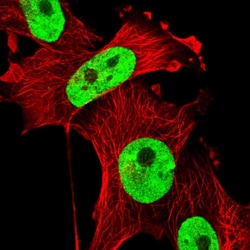 Invitrogen SAM68 Polyclonal Antibody 100 &mu;L; Unconjugated:Antibodies,
