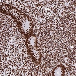 Invitrogen SAM68 Polyclonal Antibody 100 &mu;L; Unconjugated:Antibodies,