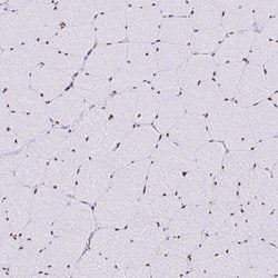 Invitrogen SAM68 Polyclonal Antibody 100 &mu;L; Unconjugated:Antibodies,