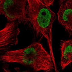 Invitrogen hnRNP DL Polyclonal Antibody 100 &mu;L; Unconjugated:Antibodies,