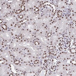 Invitrogen hnRNP DL Polyclonal Antibody 100 &mu;L; Unconjugated:Antibodies,