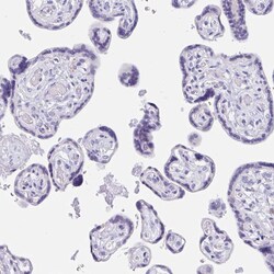 Invitrogen CPTP Polyclonal Antibody 100 &mu;L; Unconjugated:Antibodies,