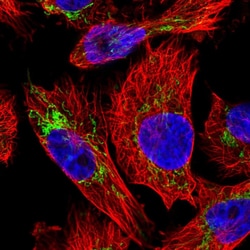 Invitrogen PYCR2 Polyclonal Antibody 100 &mu;L; Unconjugated:Antibodies,