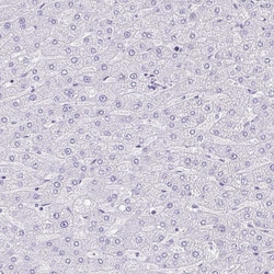 Invitrogen PYCR2 Polyclonal Antibody 100 &mu;L; Unconjugated:Antibodies,