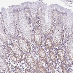 Invitrogen PYCR2 Polyclonal Antibody 100 &mu;L; Unconjugated:Antibodies,