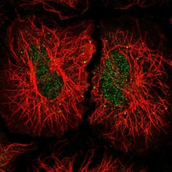 Invitrogen INTS5 Polyclonal Antibody 100 &mu;L; Unconjugated:Antibodies,