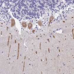 Invitrogen INTS5 Polyclonal Antibody 100 &mu;L; Unconjugated:Antibodies,