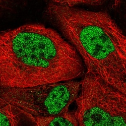 Invitrogen SRSF7 Polyclonal Antibody 100 &mu;L; Unconjugated:Antibodies,